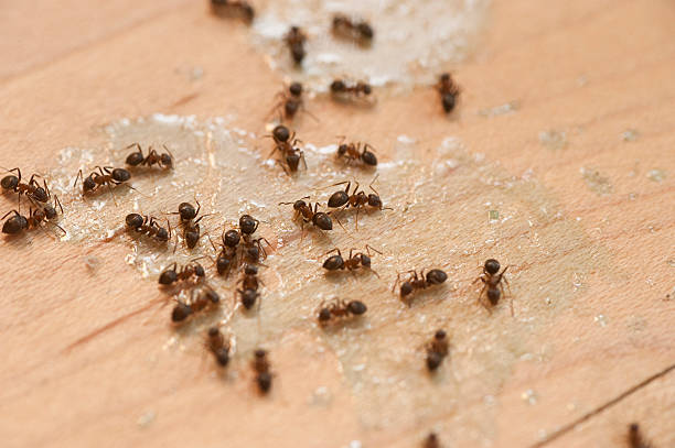 Best Insect Control  in Palm River Clair Mel, FL