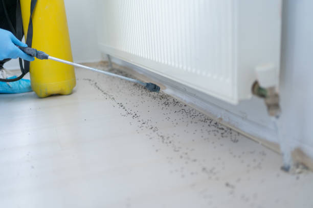 Best Termite Control Services  in Palm River Clair Mel, FL