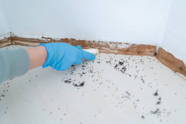 Best Cockroach Control Services  in Palm River Clair Mel, FL